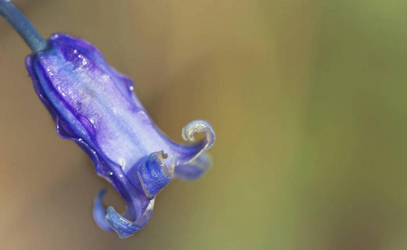 无人,横图,室外,特写,白天,英国,盛开,花蕾,花,花瓣,花朵,鲜花,一朵,自然,花苞,花蕊,摄影,脆弱,清新,野风信子,彩图