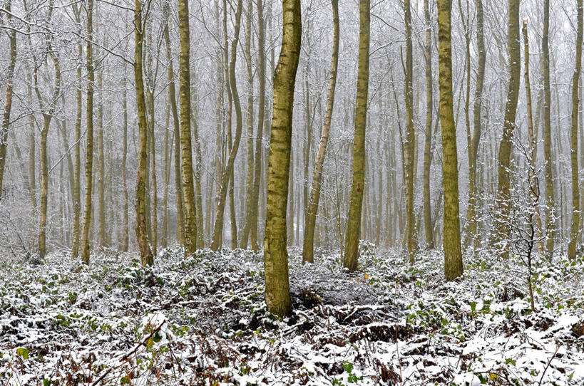 无人,公园,横图,室外,白天,森林,英国,地形,树,树干,自然,摄影,生长,宁静,彩图
