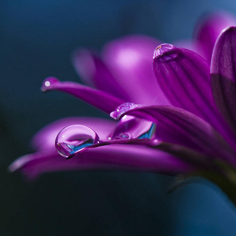 无人,方图,室外,特写,白天,水,意大利,盛开,折射,水滴,花蕾,花,花瓣,花朵,鲜花,一朵,紫色,花苞,花蕊,摄影,脆弱,清新,彩图,白蓝菊