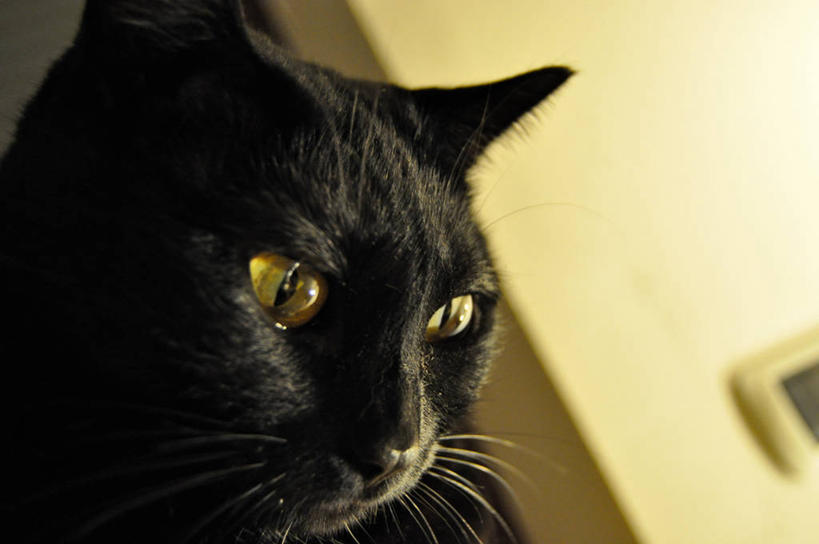 无人,横图,室内,特写,宠物,猫,意大利,黑色,家畜,摄影,米兰,彩图