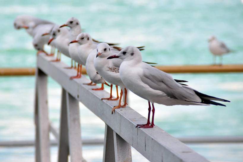 无人,横图,室外,白天,海鸥,野生动物,小溪,摄影,阿拉伯联合酋长国,迪拜,波斯湾,彩图
