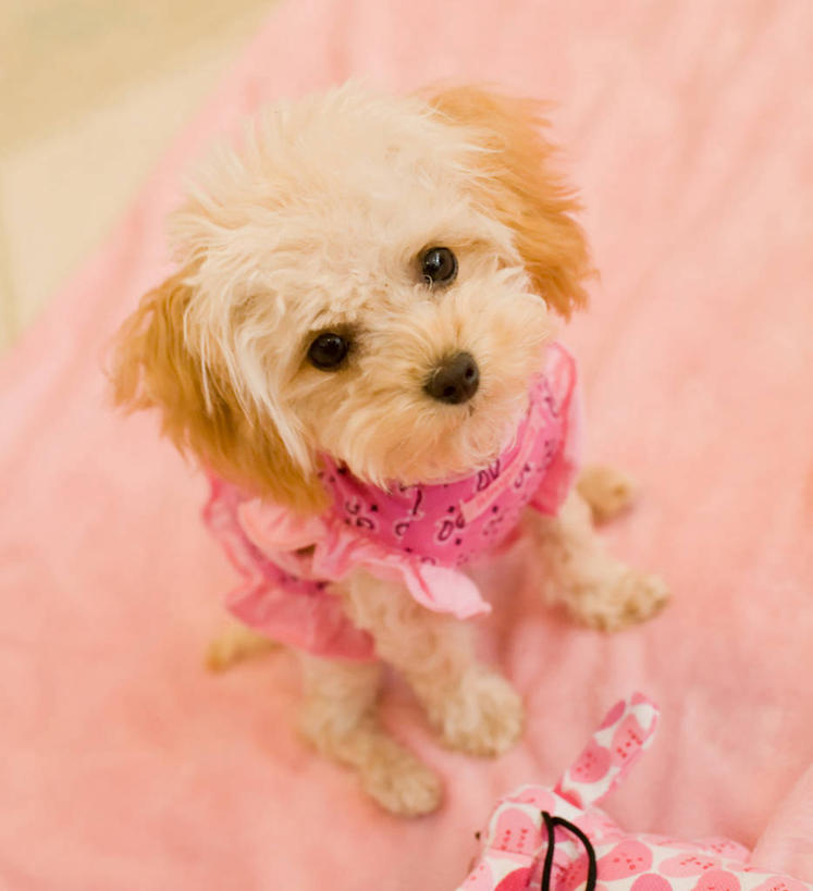 无人,竖图,室外,特写,白天,宠物,狗,美国,小狗,粉色,动物,家畜,摄影,哈巴狗,亚利桑那,肖像,旗杆市,彩图