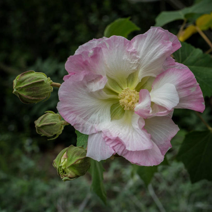 无人,方图,室外,特写,白天,叶子,美国,盛开,花蕾,花,花瓣,花朵,鲜花,一朵,粉色,白色,自然,花苞,花蕊,摄影,生长,脆弱,雄蕊,清新,彩图