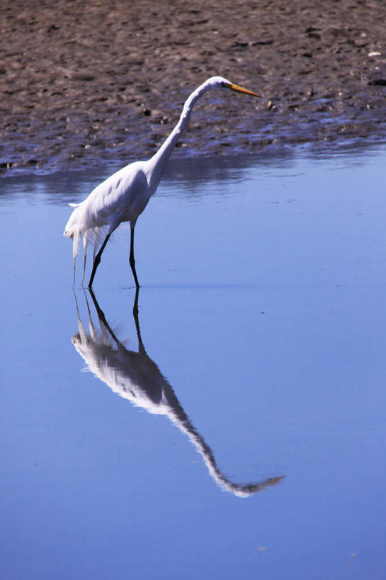 无人,竖图,室外,白天,野生动物,巴西,反射,苍鹭,鸟类,摄影,彩图,帕拉蒂