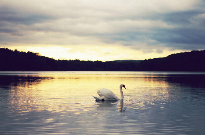游泳,无人,横图,室外,湖,日落,山,野生动物,天鹅,法国,鸟类,云,白色,天空,自然,摄影,贝尔福,彩图