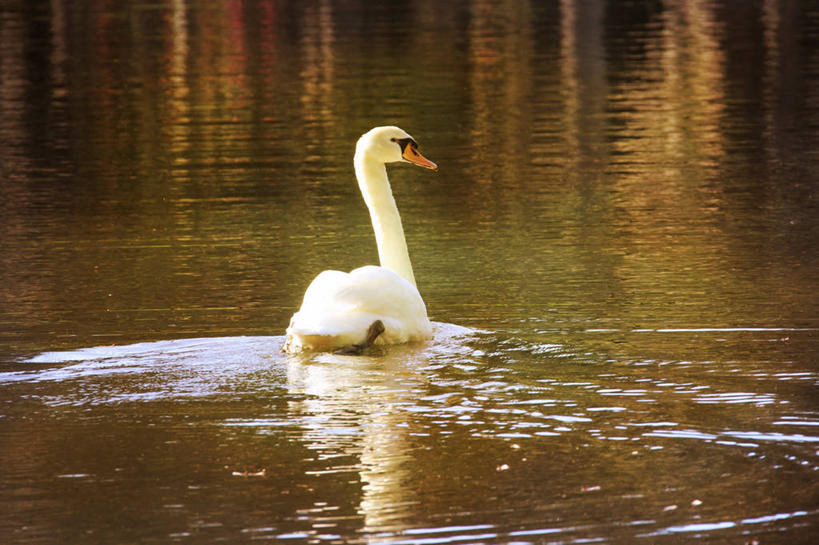 游泳,无人,横图,室外,白天,野生动物,天鹅,美国,反射,鸟类,池塘,摄影,彩图