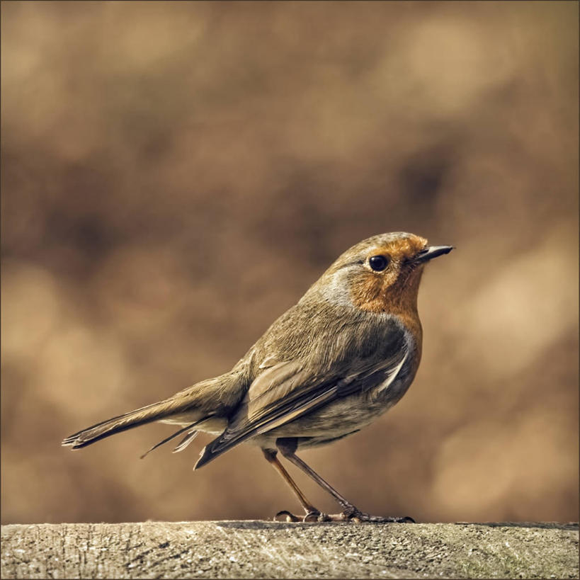 无人,方图,室外,特写,白天,侧面,野生动物,日光,英国,光线,鸟类,知更鸟,枝,光芒,树,自然,摄影,栖息,利兹市,彩图