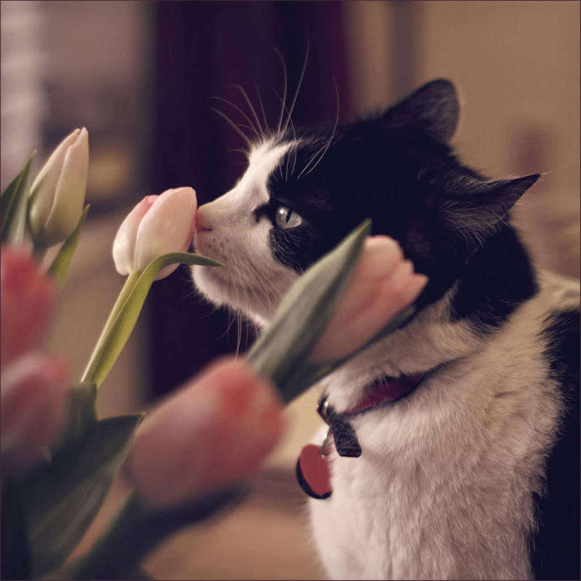 无人,家庭,方图,室内,白天,郁金香,猫,英国,闻,花,温暖,温馨,一家人,家畜,摄影,部分,和睦,住房,利兹市,彩图,融洽,感知,宠物项圈