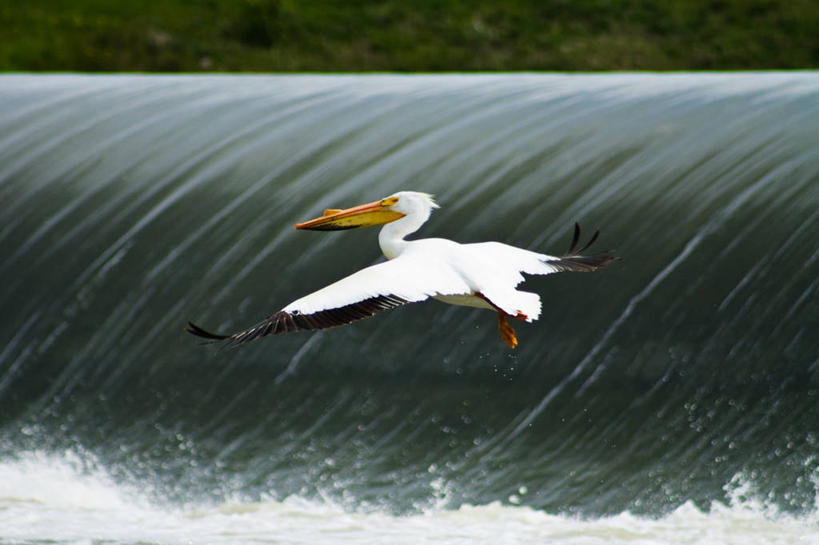 无人,横图,室外,白天,长时间曝光,水,野生动物,加拿大,溅,鸟类,流水,飞,白色,摄影,鹈鹕,白鹈鹕,亚伯达,彩图