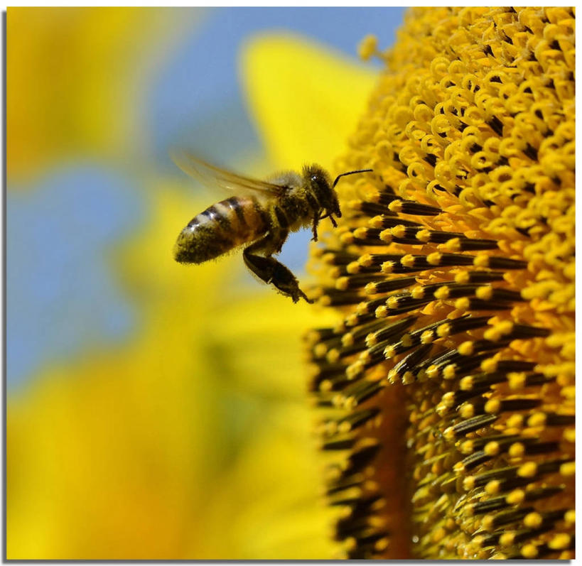 无人,横图,室外,白天,侧面,野生动物,蜜蜂,意大利,盛开,首都,花蕾,飞,花,花瓣,花朵,鲜花,一朵,花苞,花蕊,摄影,脆弱,清新,罗马省,彩图