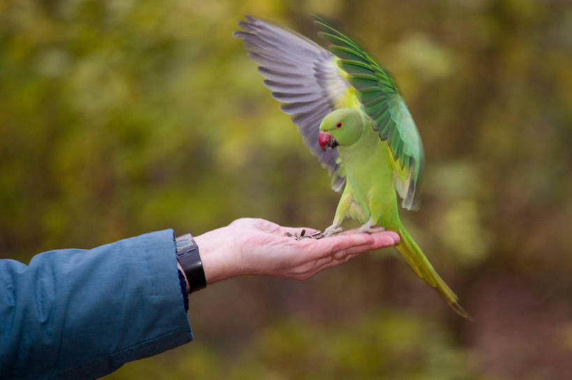 成年人,手,一个人,横图,特写,侧面,野生动物,法国,仅一个男性,连接,拿着,摄影,部分,长尾鹦鹉,彩图