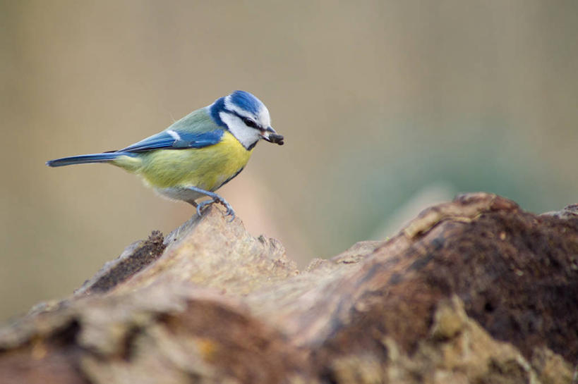 无人,横图,室外,特写,白天,石头,野生动物,法国,鸟类,摄影,栖息,岩石,彩图
