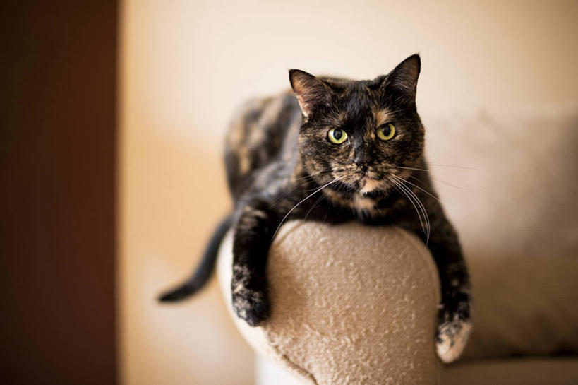 无人,横图,室内,白天,沙发,宠物,猫,美国,休息,家畜,摄影,起居室,肖像,伊利诺斯州,芝加哥市,彩图