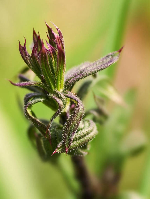 无人,竖图,室外,特写,白天,西班牙,锐利,花蕾,花,自然,摄影,生长,锋利,尖锐,脆弱,清新,荆棘,彩图