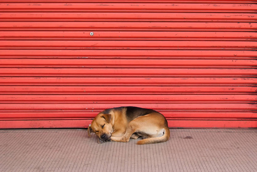 无人,躺,横图,室外,白天,狗,马来西亚,红色,家畜,放松,摄影,卷帘,式样,闭着眼睛,睡觉,彩图,流浪动物,槟榔屿州