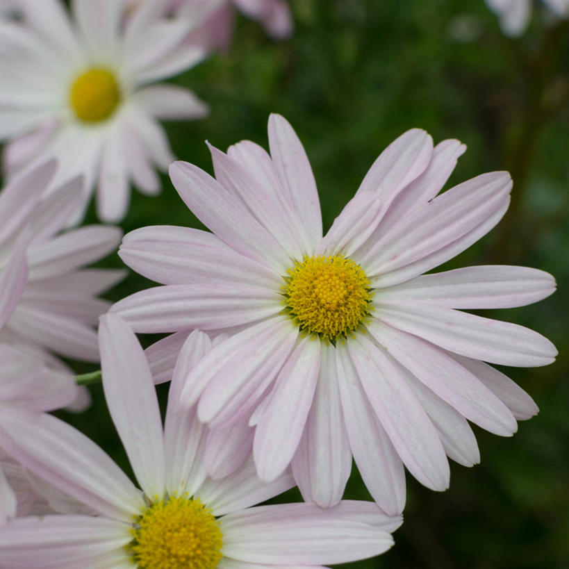 无人,方图,室外,特写,白天,美国,雏菊,花,花瓣,摄影,脆弱,雄蕊,清新,秋天,彩图