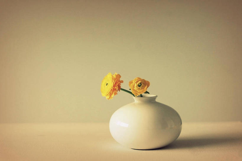 无人,横图,室内,植物,静物,花瓶,荷兰,阴影,毛茛,草药,药草,中药,花,两个,黄色,白色,摄影,脆弱,清新,药材,中草药,中药材,本草,老虎脚爪草,鱼疔草,彩图