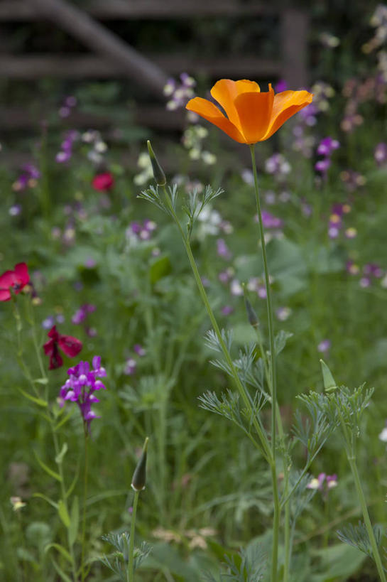 无人,竖图,室外,特写,白天,英国,挪威,欧洲,田地,野花,首都,花,自然,夏天,橙色,摄影,生长,脆弱,斯堪的纳维亚,清新,北欧,斯堪的那维亚,斯堪的那维亚半岛,斯堪的纳维亚半岛,盖伦格峡湾,奥斯陆,挪威王国,彩图,海尔西特