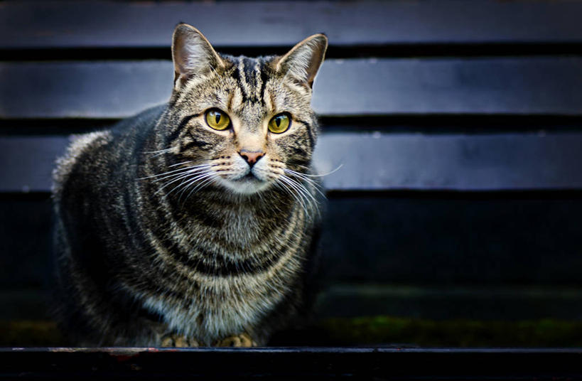 无人,横图,室外,特写,白天,宠物,英国,长椅,家畜,摄影,肖像,斑纹猫,彩图