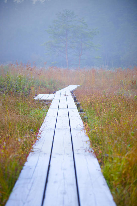 无人,竖图,室外,白天,雾,广岛县,日本,小路,草,树,自然,摄影,木板路,宁静,早晨,潘塔纳尔湿地,彩图