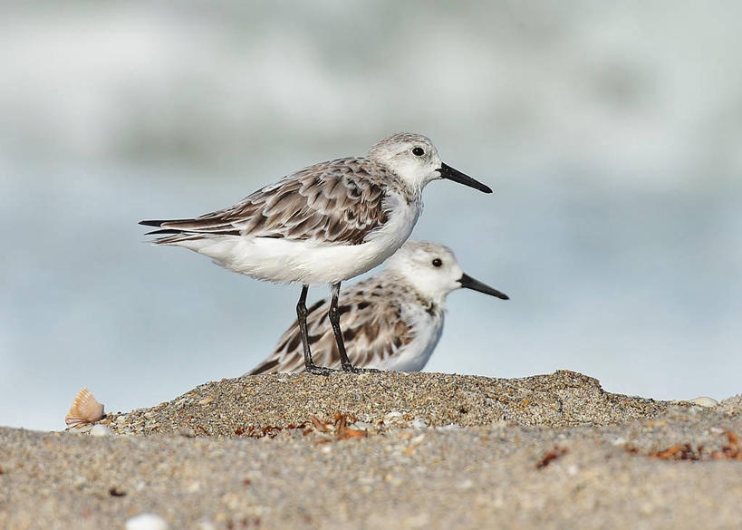 无人,横图,室外,白天,野生动物,美国,鸟类,沙子,天空,动物,两只,摄影,北美,北美洲,美洲,喙,佛罗里达,佛罗里达州,佛州,阳光州,北亚美利加洲,亚美利加洲,矶鹞,海滩,彩图,美利坚合众国