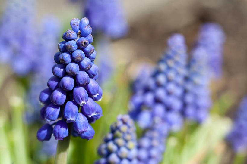 无人,横图,室外,特写,白天,德国,茎,花,紫色,花束,摄影,脆弱,清新,巴伐利亚,葡萄风信子,彩图