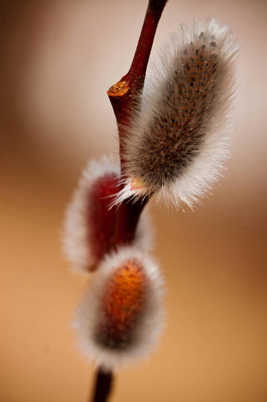 无人,竖图,室外,特写,白天,柳树,德国,枝,花,摄影,脆弱,清新,巴伐利亚,彩图,褪色柳