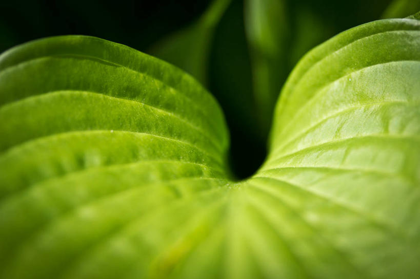 无人,横图,室外,特写,白天,叶子,加拿大,弯曲,绿色,自然,摄影,脆弱,清新,彩图