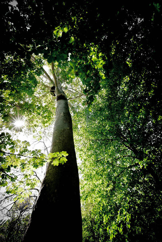 无人,竖图,室外,白天,镜头眩光,仰视,叶子,日光,西班牙,首都,树,树干,自然,马德里,摄影,生长,落叶树,彩图,低角度拍摄