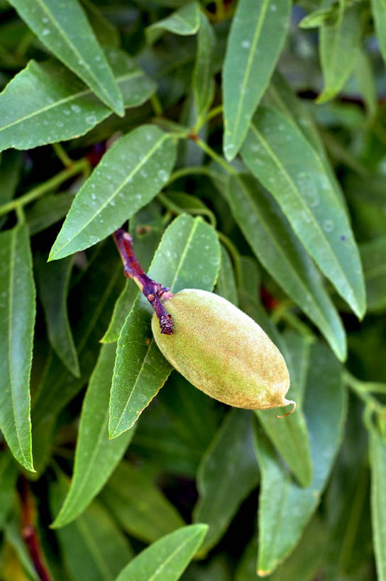 无人,竖图,室外,特写,白天,植物,杏仁,水果,叶子,伊朗,茎,果树,树,树木,绿色,自然,甜食,摄影,生长,成长,清新,杏树,伊斯法罕,彩图