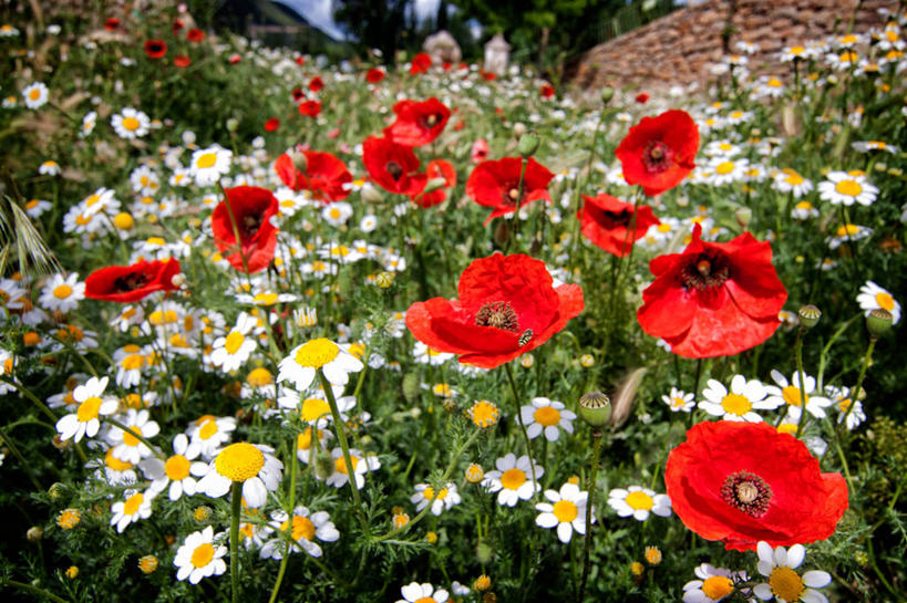 无人,横图,室外,白天,美景,西班牙,景观,田地,雏菊,花,风景,自然,景色,摄影,生长,脆弱,清新,自然风光,特鲁埃尔省,彩图