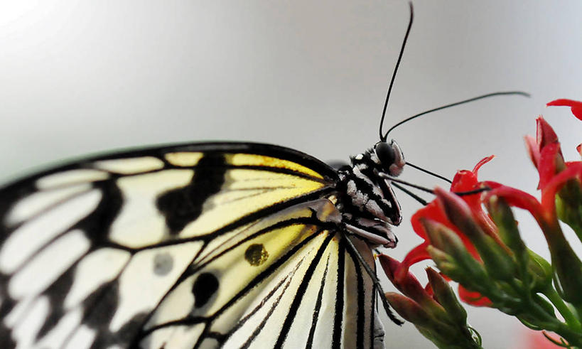 无人,动物园,横图,室外,特写,白天,野生动物,蝴蝶,荷兰,花蕾,花,摄影,热带气候,彩图
