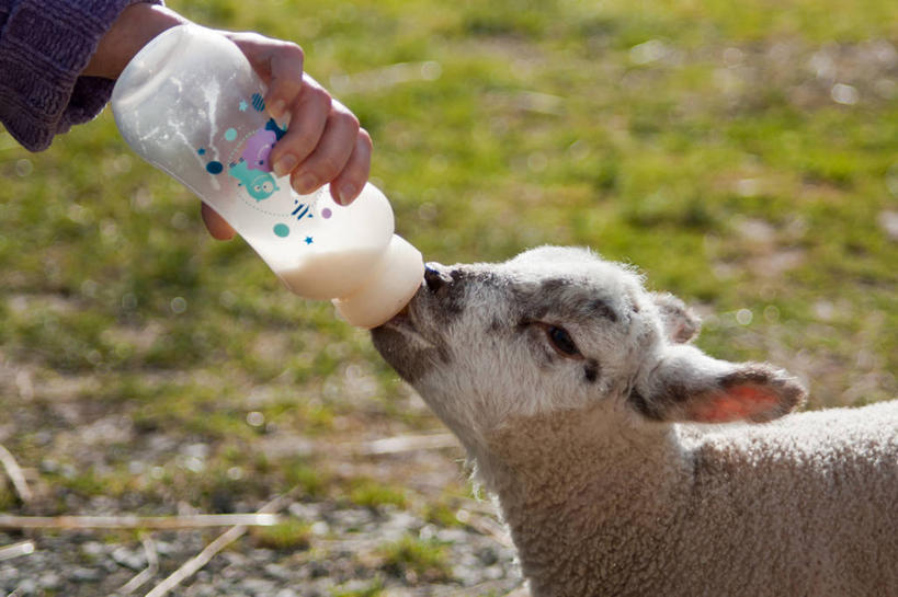 手,一个人,横图,室外,特写,白天,法国,拿着,草,动物,牛奶瓶,家畜,摄影,牲畜,部分,关爱,喂养,绵羊,彩图
