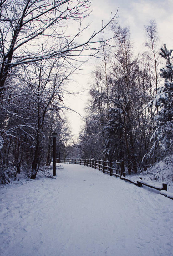无人,竖图,室外,白天,雪,英国,篱笆,冬天,下雪,小路,天气,树,天空,自然,寒冷,摄影,宁静,彩图