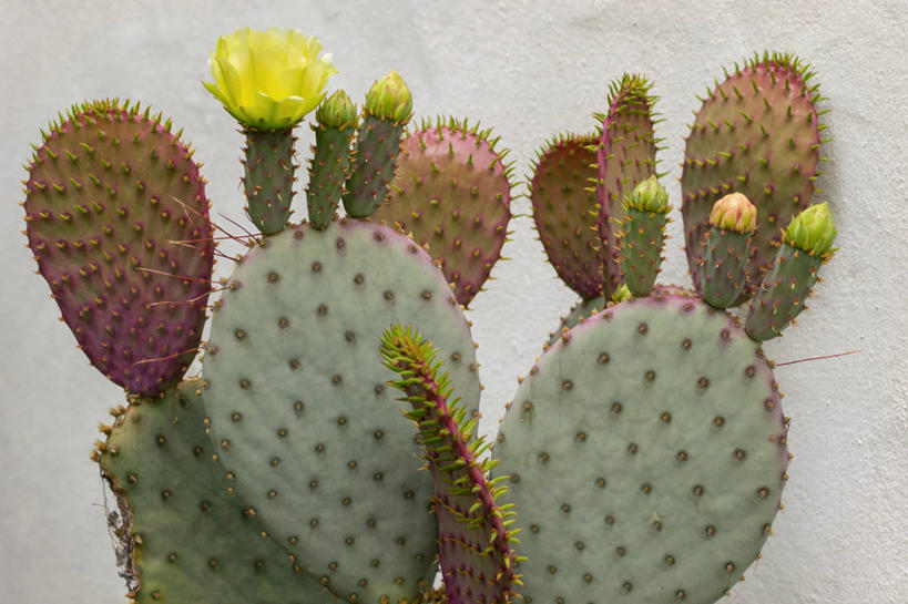 无人,横图,室内,特写,白天,仙人球,美国,盛开,花蕾,花,花瓣,花朵,鲜花,自然,花苞,花蕊,摄影,生长,彩图