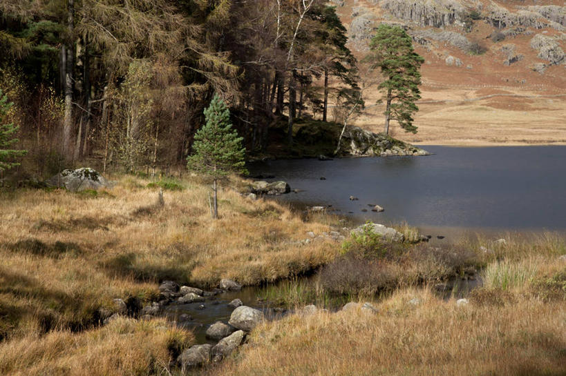 无人,横图,室外,白天,湖,地毯,英国,山谷,草,树,自然,摄影,宁静,秋天,彩图