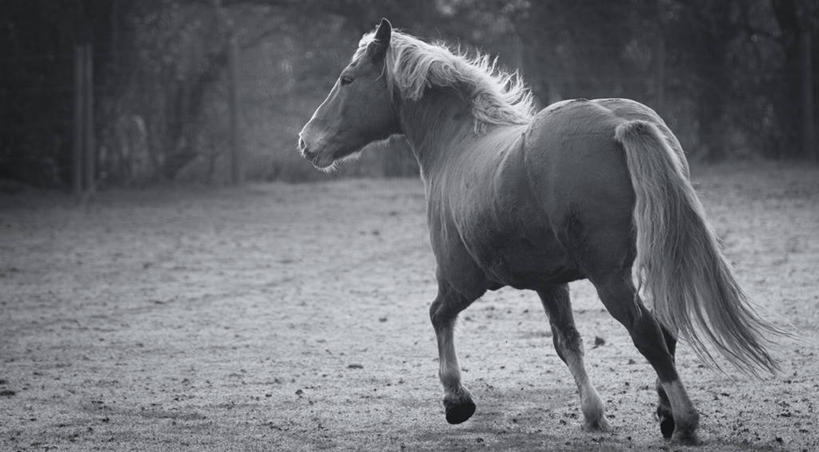 无人,跑,横图,黑白,室外,白天,美景,森林,马,野生动物,英国,地形,景观,田地,自然,景色,摄影,自然风光,小马,莱切斯特城