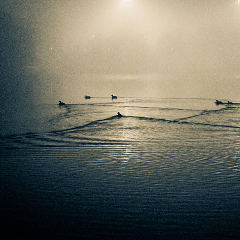 无人,方图,室外,夜晚,湖,水,雾,野生动物,罗马尼亚,鸟类,鸭子,首都,自然,摄影,布加勒斯特,彩图