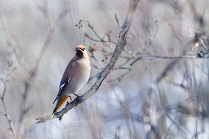 横图,加拿大,摄影,卡尔加里,亚伯达
