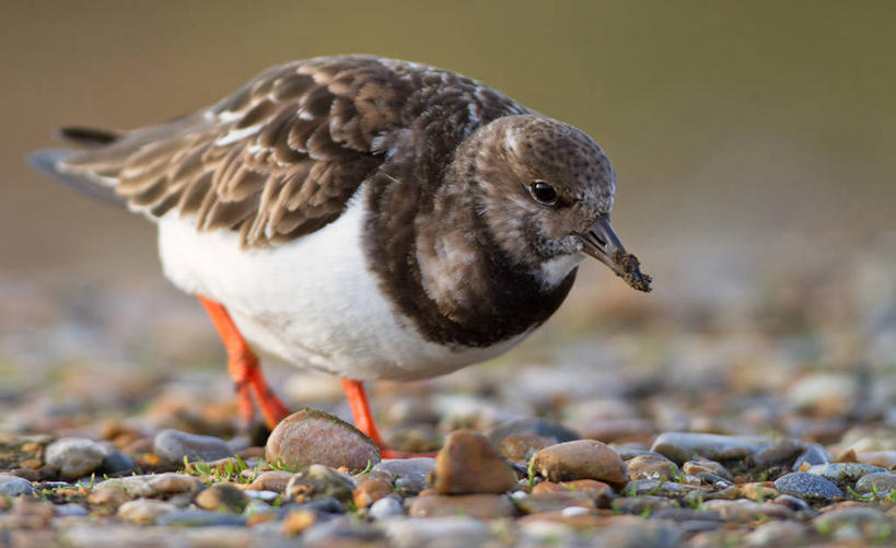 横图,英国,摄影