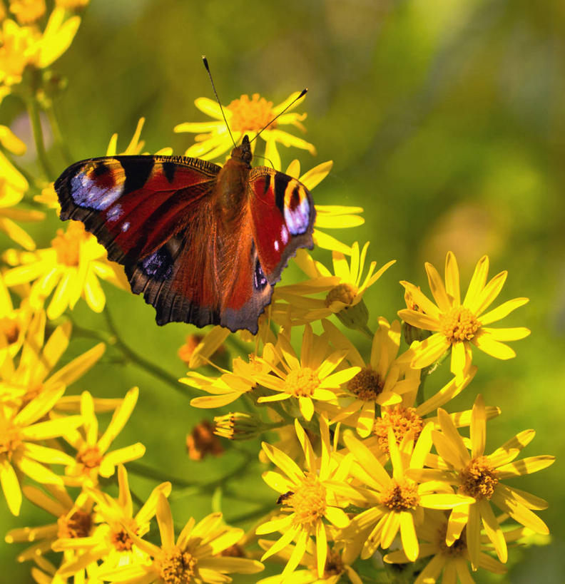 竖图,英国,摄影,莱切斯特城