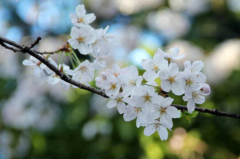 横图,东京,日本,首都,摄影