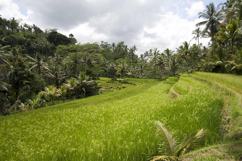 横图,印度尼西亚,摄影
