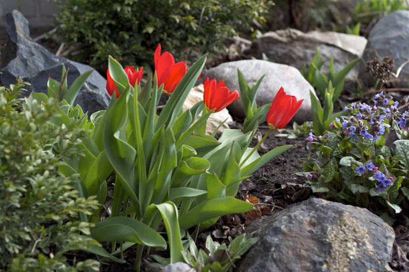 横图,加拿大,首都,摄影,渥太华