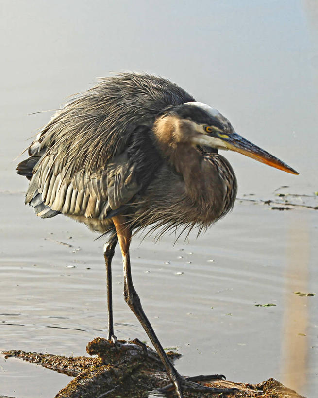 竖图,美国,摄影