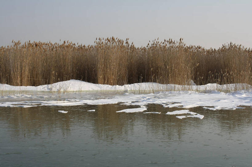 无人,横图,室外,白天,湖,雪,芦苇,奥地利,反射,冰,冬天,天空,自然,寒冷,摄影,宁静,布尔根兰州,彩图