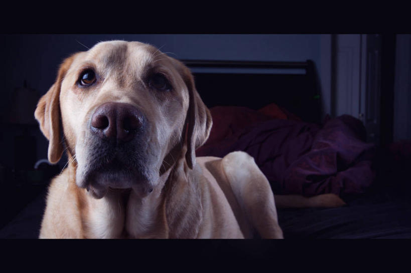 无人,横图,室内,特写,宠物,狗,加拿大,家畜,摄影,彩图