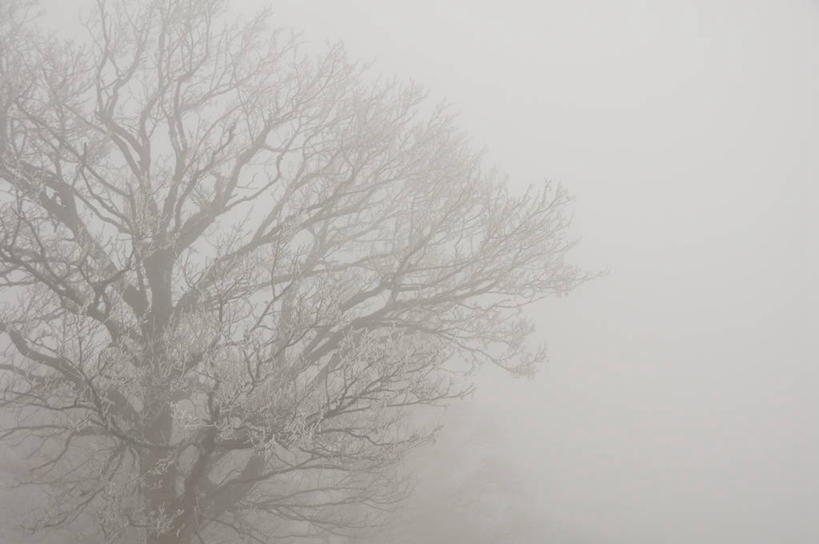 无人,横图,室外,白天,雾,奥地利,天气,霜,树,天空,自然,寒冷,摄影,彩图,独处