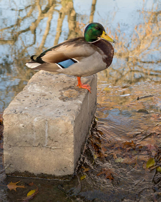 无人,竖图,室外,白天,水,海鸟,美国,反射,自然,摄影,栖息,野鸭,喙,岩石,彩图