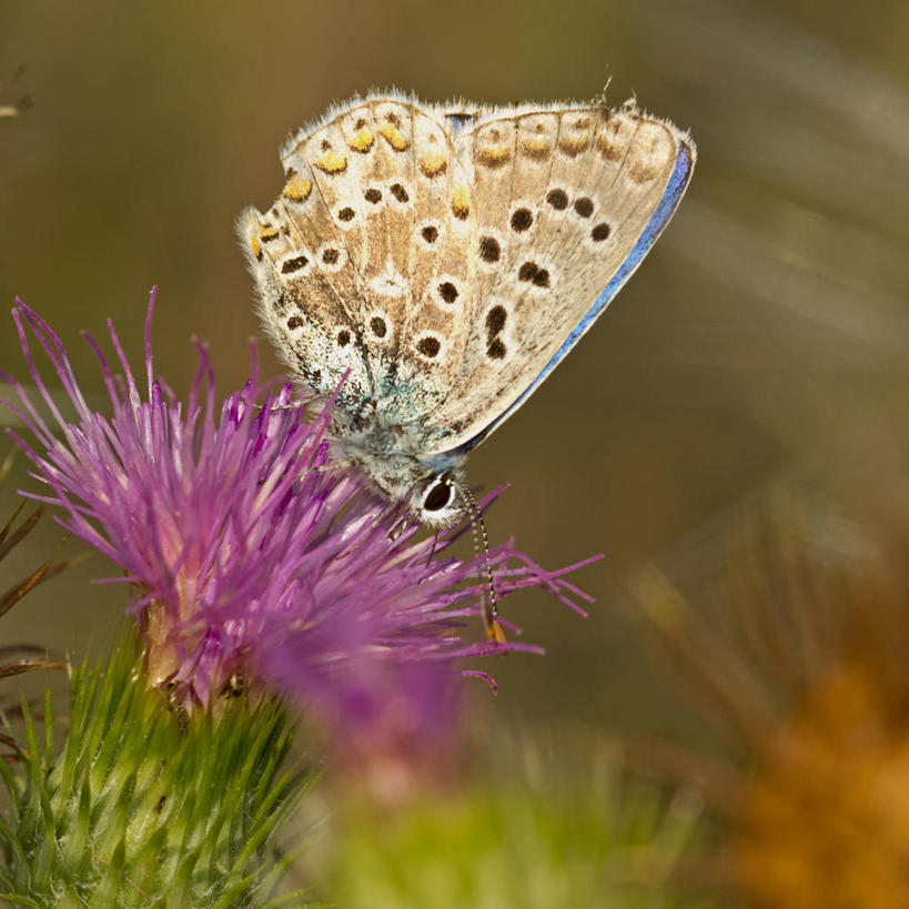 方图,法国,摄影,德龙省